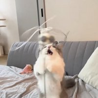 猫じゃらしで遊ぶミヌエット