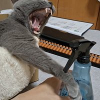 あくびをする猫の写真5