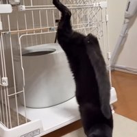 後ろ足を高く上げている猫