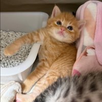 片足をトイレにかける猫