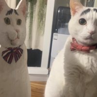 口が閉じているパネルの真横でお座りしている猫（耳前向き）