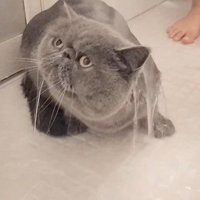 シャワーを浴びている猫