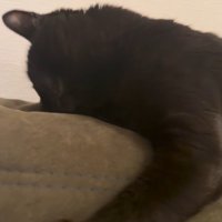 カウチの上に寝そべる猫