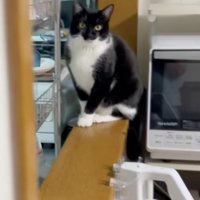 見つめる猫