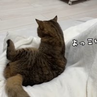 座りなおすのに成功したみにらくん