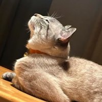 室内にいる猫