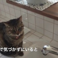 キッチンのシンク脇に座るキジトラ猫