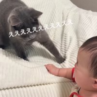 泣いている子供を見て驚いている猫