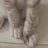 トラ柄が入った猫の足