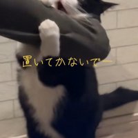 飼い主に懇願する猫