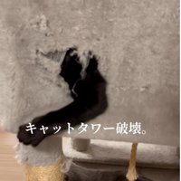 穴から腕を出している猫