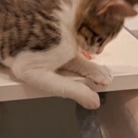 湯船に落ちていた前足を見つめる子猫