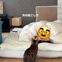 猫と布団の中の飼い主