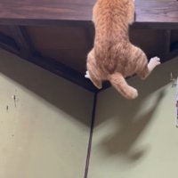 鳴く猫