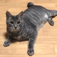 寝そべる子猫