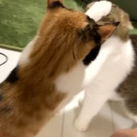 正面に猫パンチ