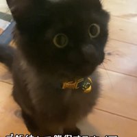目を丸くする子猫