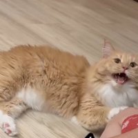 口を開けて寝そべる猫