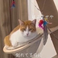 倒れかけのキャットタワーでくつろぐ猫
