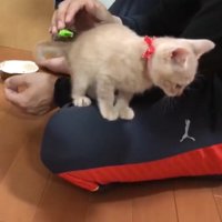 飼い主の膝の上に乗っている子猫