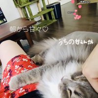 飼い主さんに抱っこされるサイベリアン