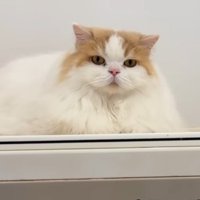 落ち着くレモンくん