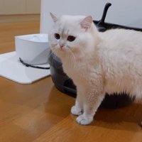 一点を見つめるパパ猫