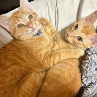 一緒に寝そべっている茶トラの兄弟猫