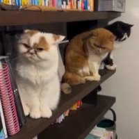 本棚の空いたスペースに等間隔に座る3匹の猫