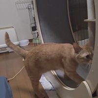 キャットホイールを回す猫