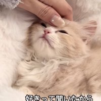 「好きって聞いたから」のテロップ写真%%