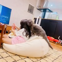 娘さんに甘えるブリティッシュショートヘア