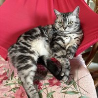 ハンモックから手足を下ろして座る猫の姿