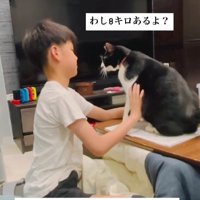 宿題の邪魔をする猫