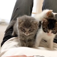 飼い主のお腹の上に乗る子猫達