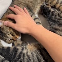 お互いの腹を前足で揉む猫と、猫たちを撫でる飼い主の手