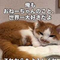 丸くなる猫
