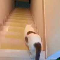 階段の上にいる猫