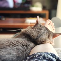 飼い主の足を枕にして眠る猫の後ろ姿