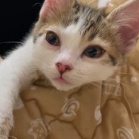 ぱっちりお目目の猫