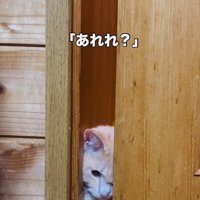 引き戸を開けようとするクリーム茶トラ猫