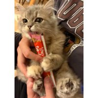 室内にいる猫