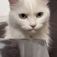 テーブルの奥にいる白猫の顔アップ