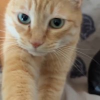飼い主に前足をかける猫