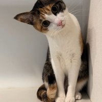 白い部屋の隅に座る猫