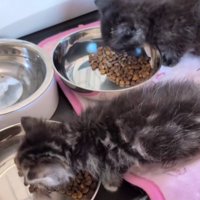 ごはんを食べる2匹の子猫