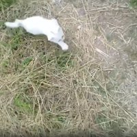 追いかける子猫