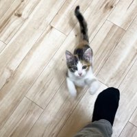 左足（黒い靴下）と子猫