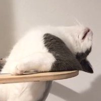 キャットタワーのボウルの中で脱力する猫の横顔