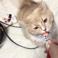 猫用おやつをもらうサイベリアン